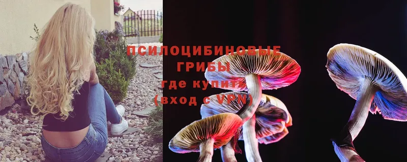 Псилоцибиновые грибы MAGIC MUSHROOMS  Торжок 